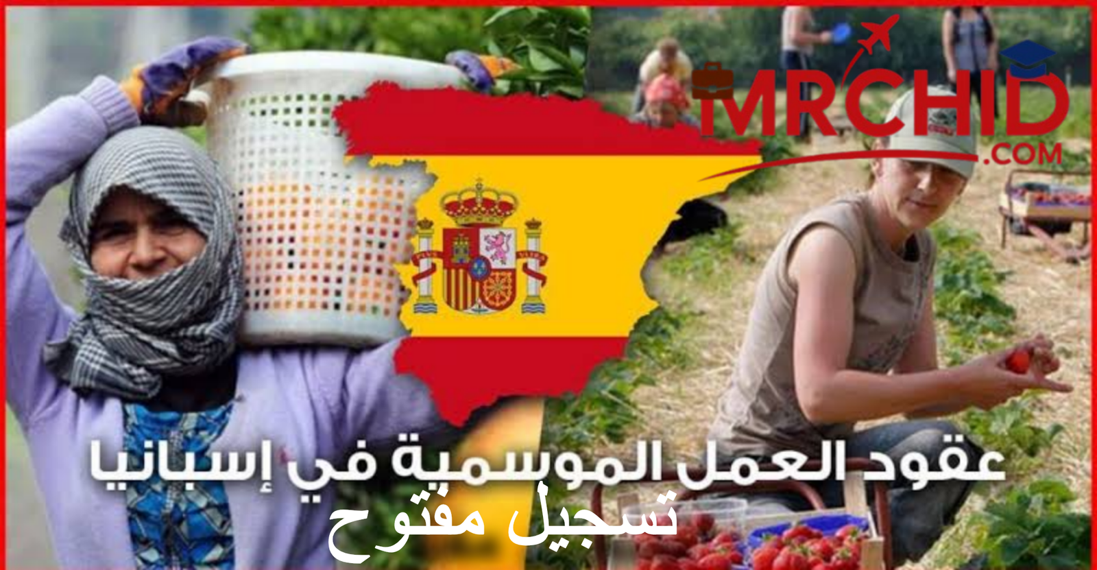 عمل جني الفراولة بإسبانيا 2025