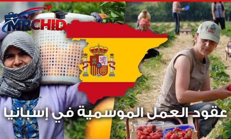 جني الفراولة بإسبانيا mrchid.com